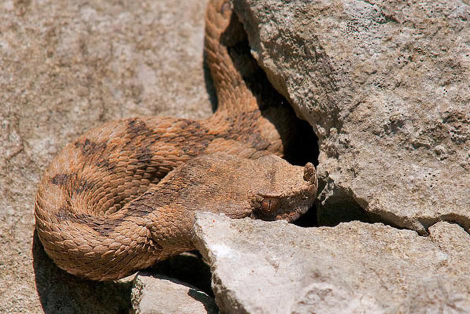 Strupene kače, ki živijo na naših tleh, so navadni gad, laški gad in modras – na | Avtor: Žurnal24 main