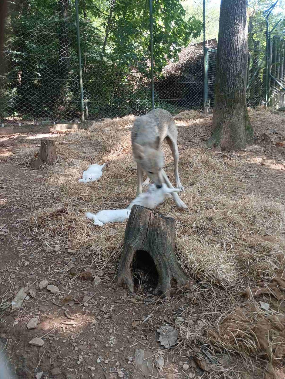 Prehranjevanje živali | Avtor: ZOO Ljubljana