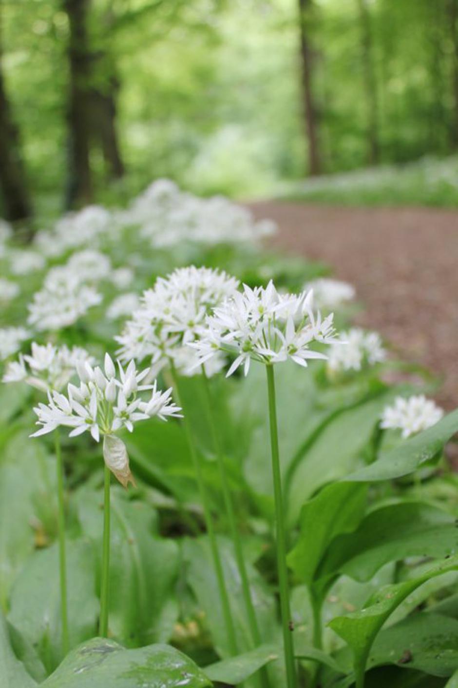 čemaž | Avtor: Shutterstock