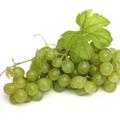 Najpogostejši v naših vinogradih.