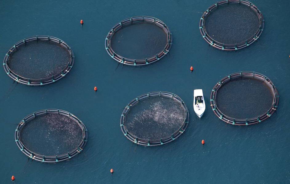 Jaka Jeraša: Fish Farm Fonda