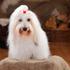 Coton de Tulear 