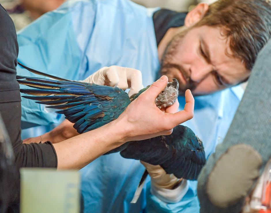 Spixov macaw | Avtor: Profimedia