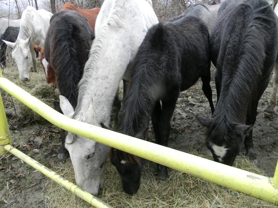 Zanemarjeni konji v Krčevini pri Vurbergu