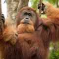 Borneo, orangutan