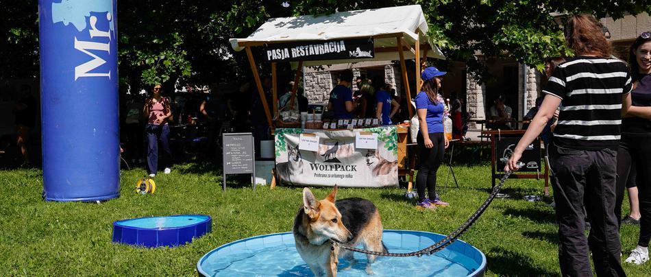 festival za ljubitelje živali