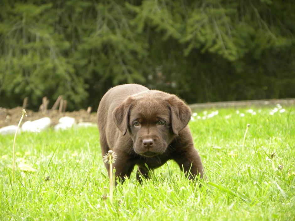 Labradorec | Avtor: Primož Cetin