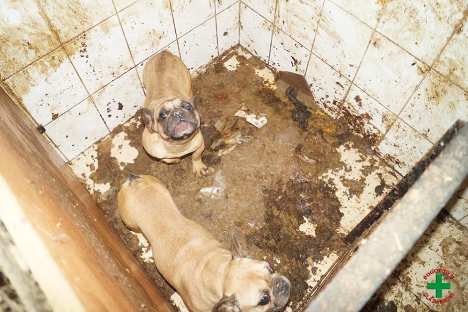 Kužki, farma psov | Avtor: Pogotowie dla Zwierząt