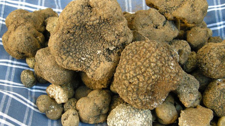 Vpliv tartufov na spolno moč so v pesnitvah opevali že stari Grki; v slovenski I