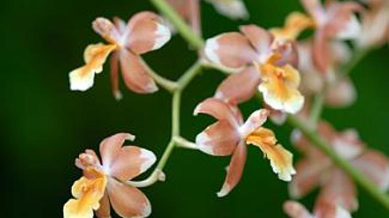 Ne puščajte je žejne in prašne!