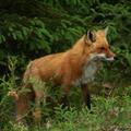 Ugriz stekle živali je za človeka lahko hitro usoden. (Foto: iStockphoto)