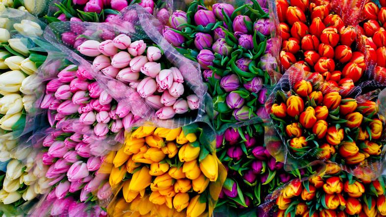 Barvite tržnice Nizozemske
