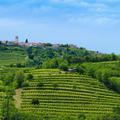 "Slovenska Toskana" vabi ... (Foto: Shutterstock)