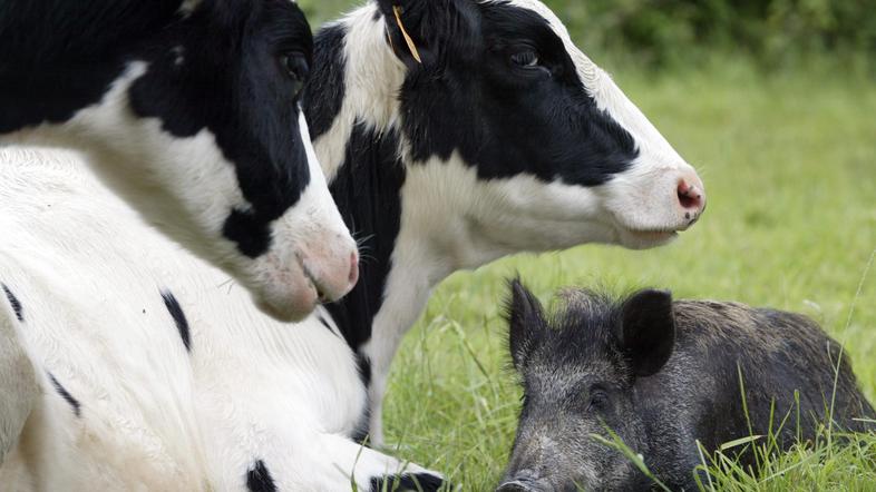 Laboratorijska analiza je pokazala še tri pozitivne vzorce.