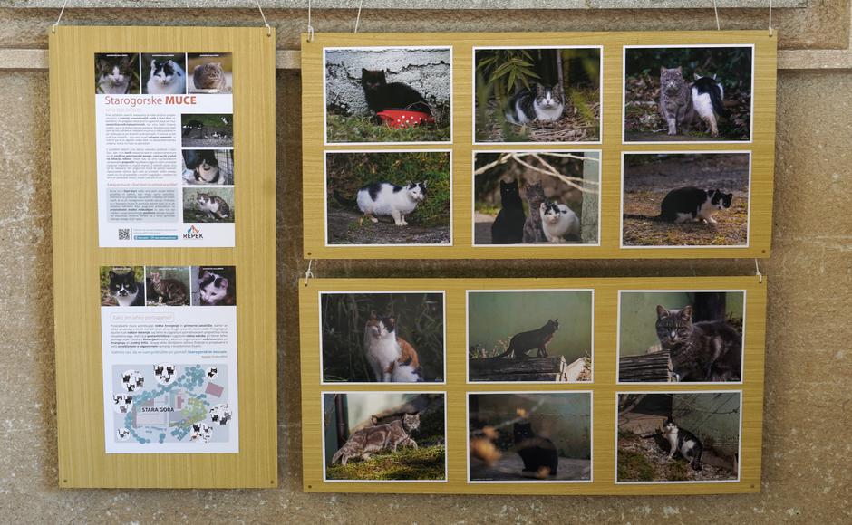 Festival za ljubitelje živali | Avtor: Matija Janezic