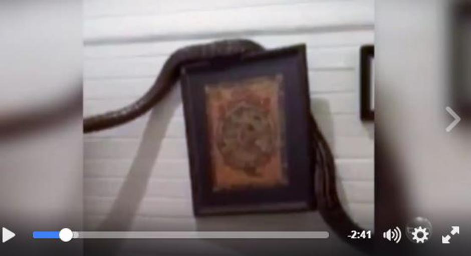 Ogromni piton | Avtor: Youtube