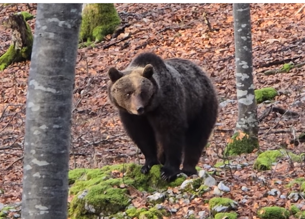 Medved v gozdu