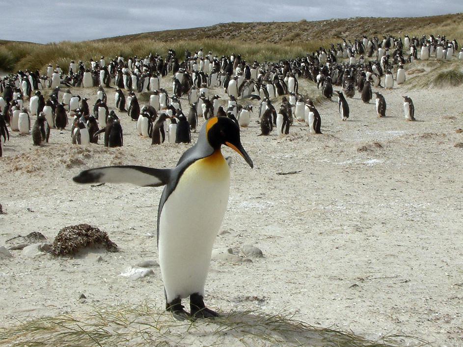 Pingvini, Stanley, Falklandski otoki.