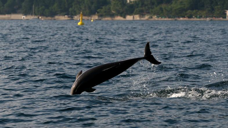 Delfinka v bližini Trsta