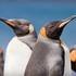 Macquarie Island, Avstralija