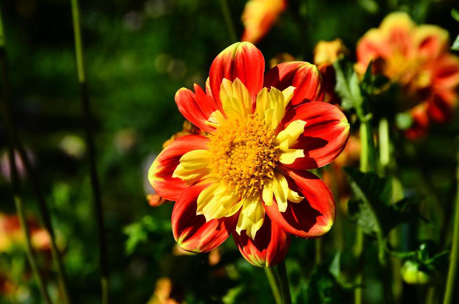 dalija | Avtor: Pinterest