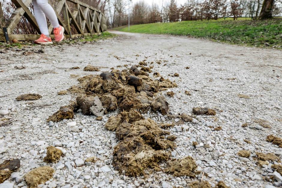 konjska figa, hipodrom stožice | Avtor: Saša Despot