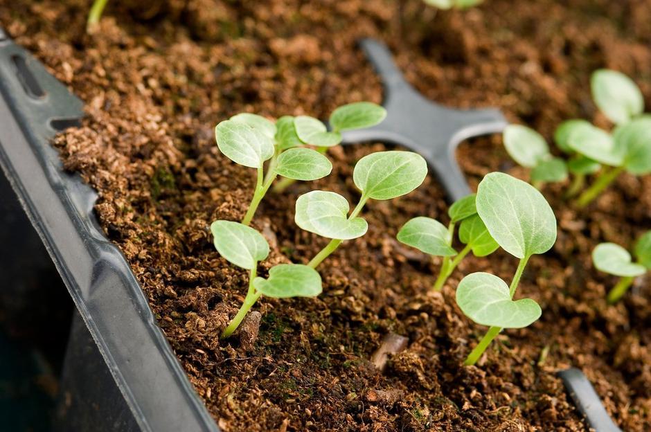 vzgoja sadik | Avtor: Profimedia