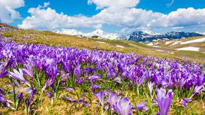 Velika Planina