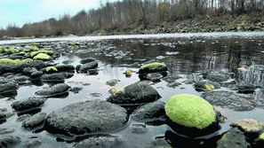 Črni madeži so se pojavili približno kilometer od sotočja Save in Ljubljanice. N