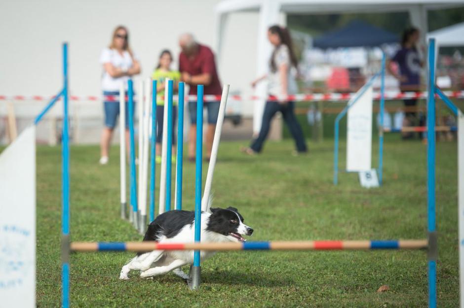 sejem 2016 | Avtor: Anže Petkovšek