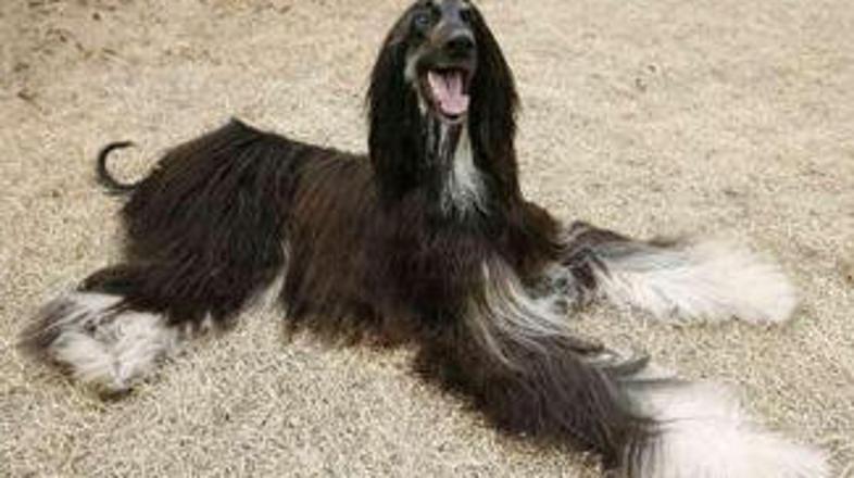 Snuppy, prvi klonirani pes na svetu ima potomce.