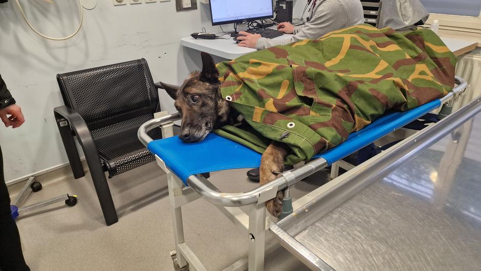 Lairy reševanje | Avtor: Facebook