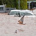 Galeb v središču Umaga. Poplave so prizadele predvsem mestno jedro in ne naselij