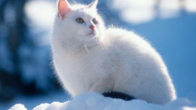 Mačka na snegu