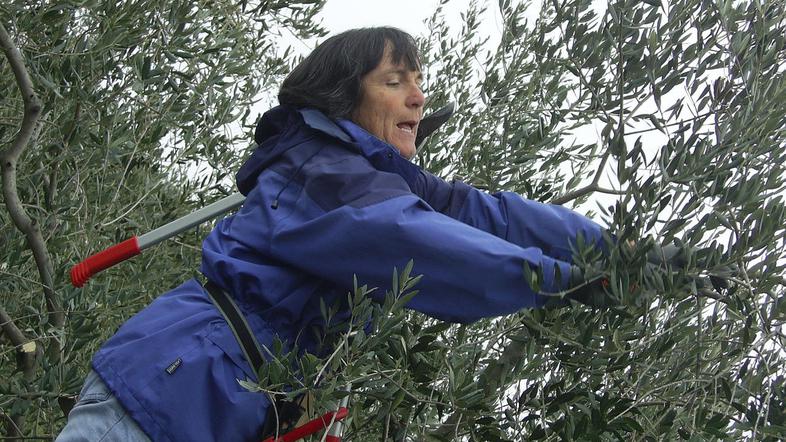 “Vsako oljko se da pomladiti. Iz stare none se naredi mlado pupo,” pove svetoval