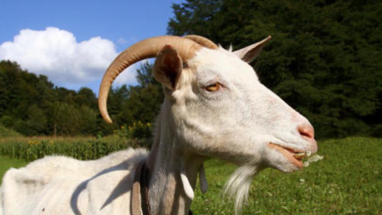 Le komu se je zdelo mogoče, da bi poskušala ukrasti avtomobil?