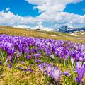 Velika Planina