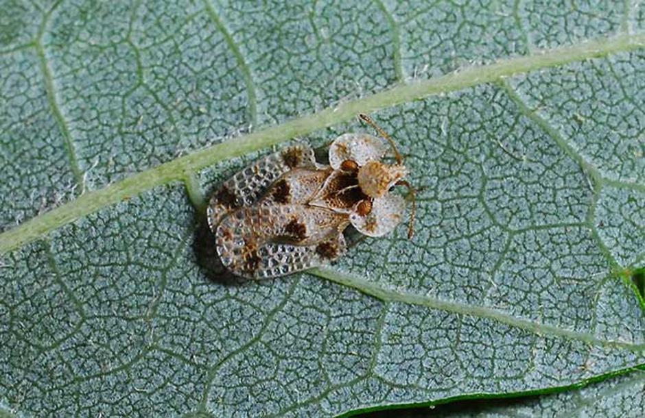 Hrastova čipkarka | Avtor: Joseph Berger, Bugwood.org