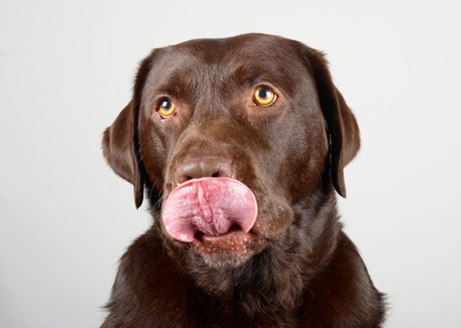 Labradorec | Avtor: Profimedias