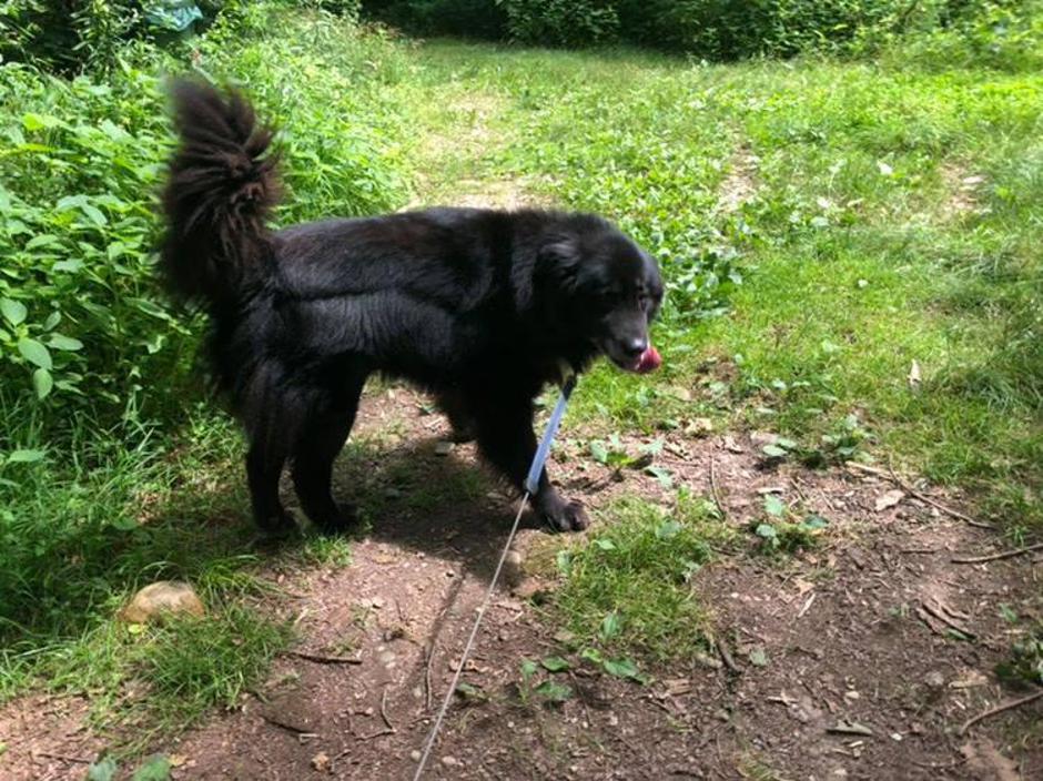 Hugo | Avtor: Zavetišče Maribor