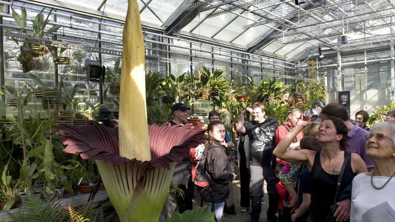 amorphophallus titanum roza cvetenje