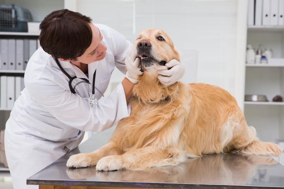 pes, veterinar, zobje | Avtor: Profimedia