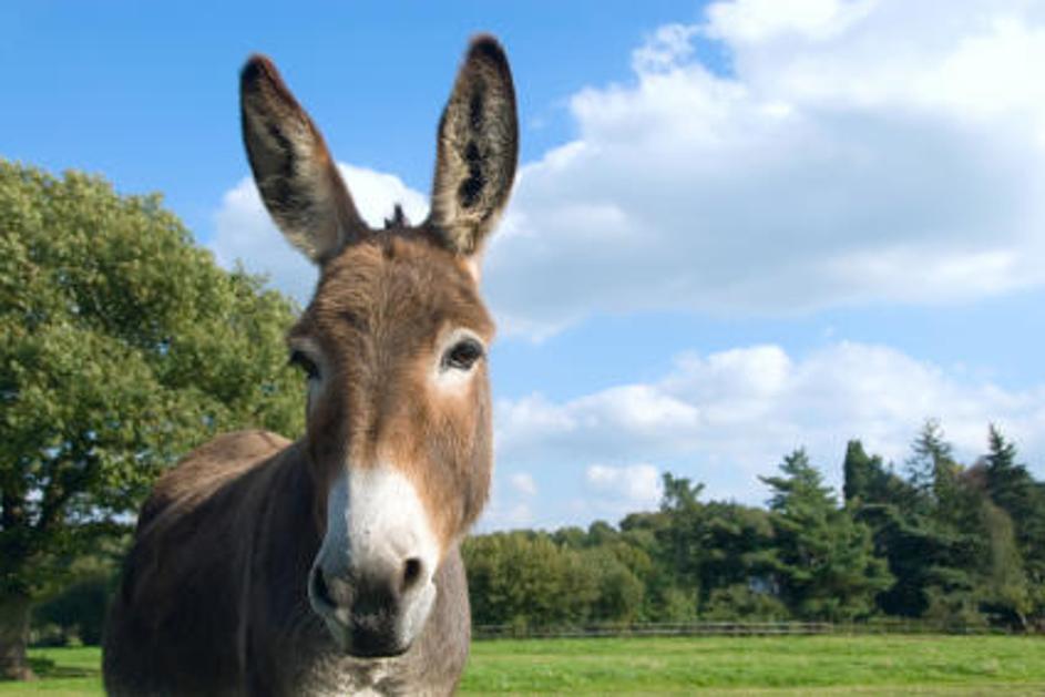 Nesrečni osel je bil žrtev krutega ravnanja. (Foto: iStockphoto)