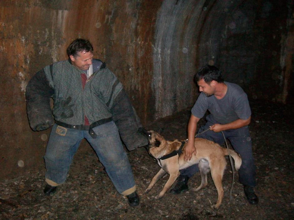 policijski pes | Avtor: Štefan Vajd