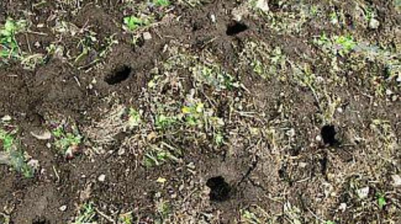 Pasti za voluharje so lahko zelo nevarne.