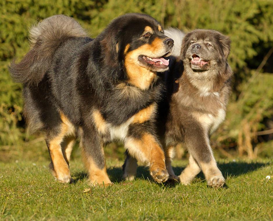 Tibetanski mastifi in tibetanski španjeli | Avtor: Psarna Kabita