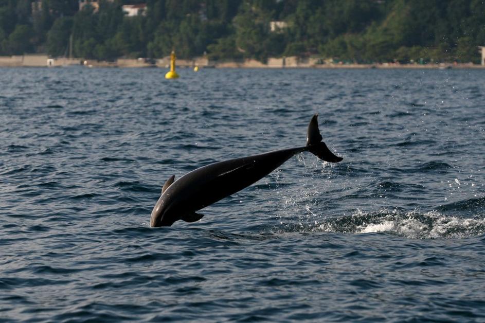 Delfinka v bližini Trsta