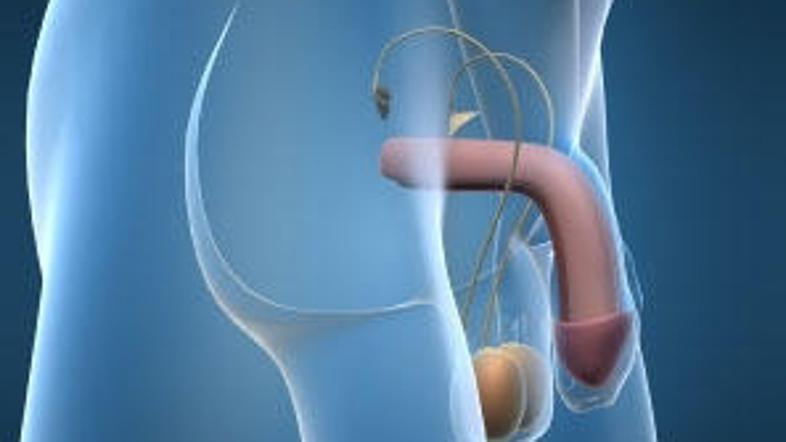 So moški spolni organi res v nevarnosti?