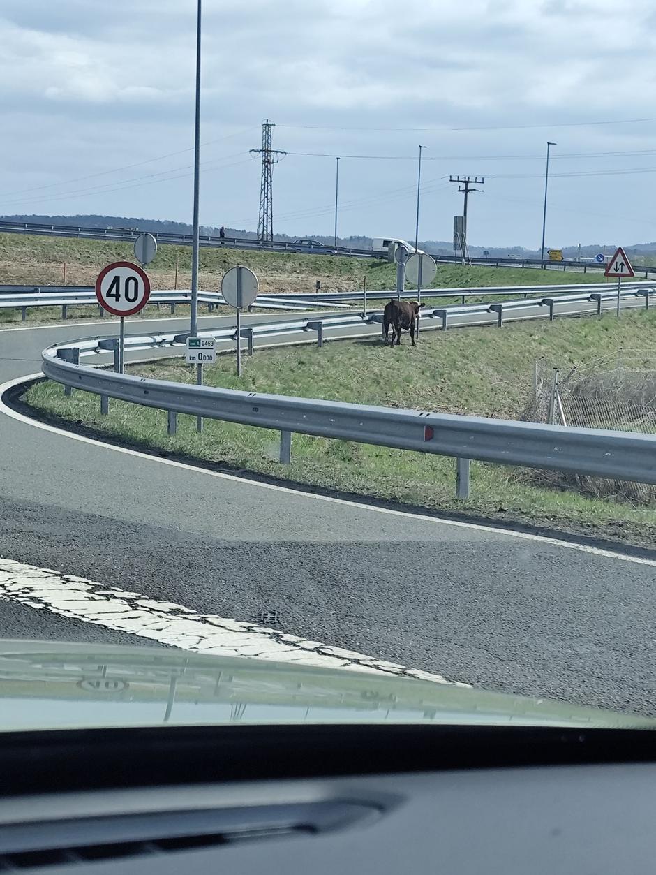 Krava | Avtor: Bralka