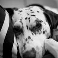 Dalmatinka je postavila rekord.